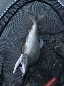 Pink Salmon