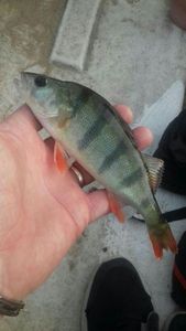 European Perch