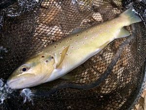 Brown Trout