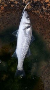 European Bass (Seabass)