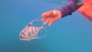 African Pompano
