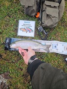 Rainbow Trout