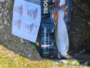 Rainbow Trout