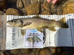 Brown Trout