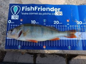 European Perch
