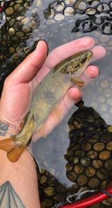 Brown Trout