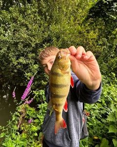 European Perch