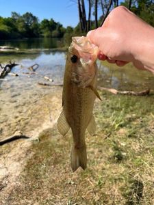 Largemouth Bass