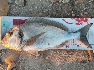 Gilthead Seabream