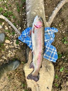 Rainbow Trout