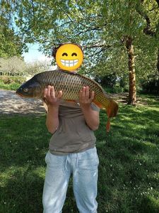 Common Carp