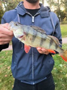European Perch