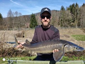 Sturgeon