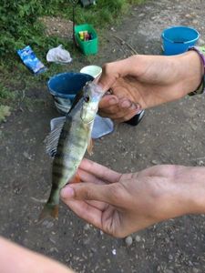 European Perch