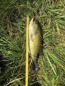 Largemouth Bass