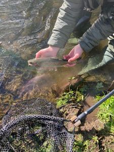 Rainbow Trout