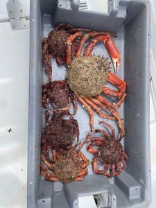 Araignée de Mer Atlantique