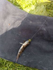 Common Goby