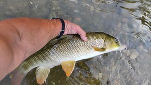 Barbel