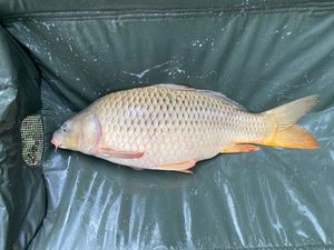 Common Carp