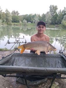 Common Carp