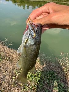 Largemouth Bass