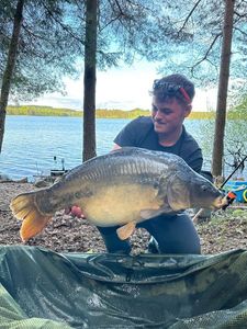 Mirror Carp