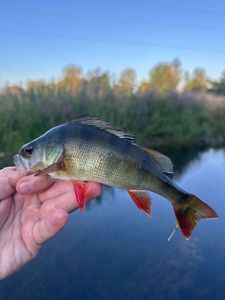 European Perch