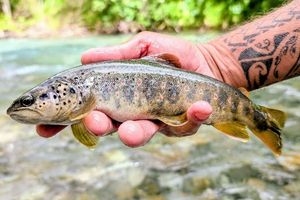 Brown Trout
