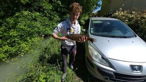Common Carp