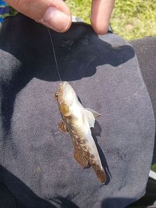 Round Goby