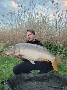 Mirror Carp