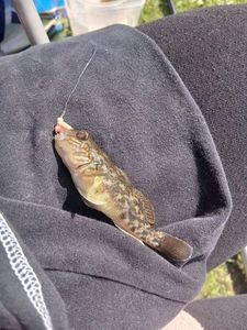 Round Goby