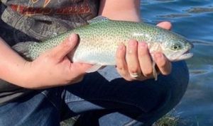 Rainbow Trout