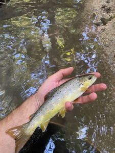 Brown Trout