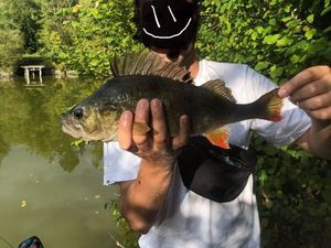European Perch