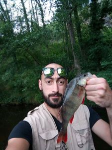 European Perch