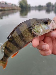 European Perch