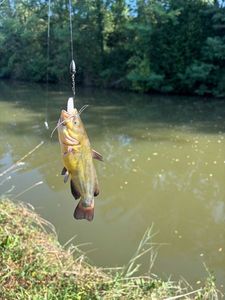 Black Bullhead