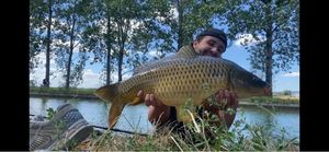 Common Carp
