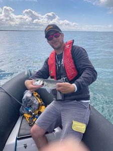 European Bass (Seabass)