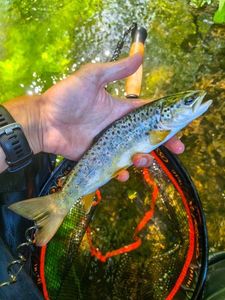 Brown Trout