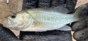 Largemouth Bass