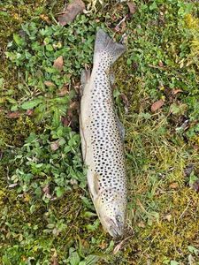Brown Trout