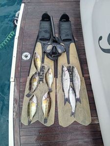 Golden Grey Mullet