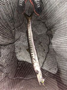 Yellowmouth Barracuda