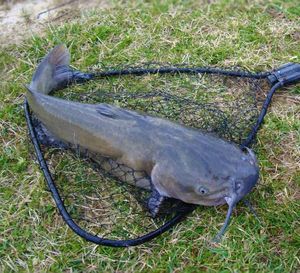 Grass Carp
