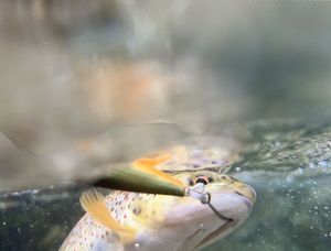 Brown Trout