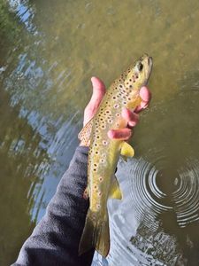 Brown Trout