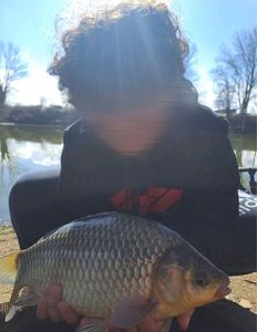 Crucian Carp